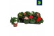 Begonia fortune mix 