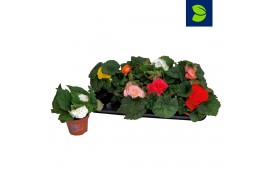 Begonia fortune mix
