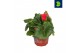 Begonia fortune dark rose 