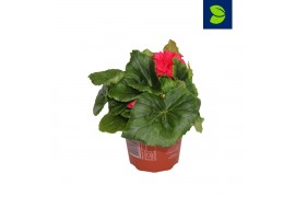 Begonia fortune dark rose