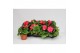 Begonia fortune dark rose 