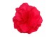 Begonia fortune dark rose 