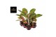 Aglaonema spring red 