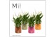 Spathiphyllum bellini 8+ bloem - Molly keramiek, Party love 