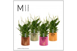 Spathiphyllum bellini 8+ bloem - Molly keramiek, Party love