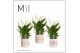 Spathiphyllum bellini 8+ bloem - Estelle keramiek, Craft world 
