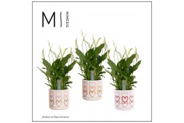 Spathiphyllum bellini 8+ bloem - Estelle keramiek, Craft world