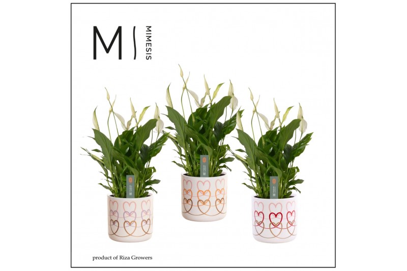 Spathiphyllum bellini 8+ bloem - Estelle keramiek, Craft world Spathiphyllum bellini 8+ bloem - Estelle keramiek, Craft world