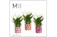 Spathiphyllum bellini 8+ bloem - Noura keramiek, Fun world 