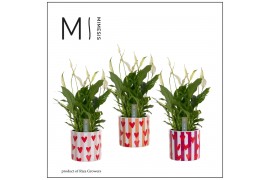 Spathiphyllum bellini 8+ bloem - Noura keramiek, Fun world