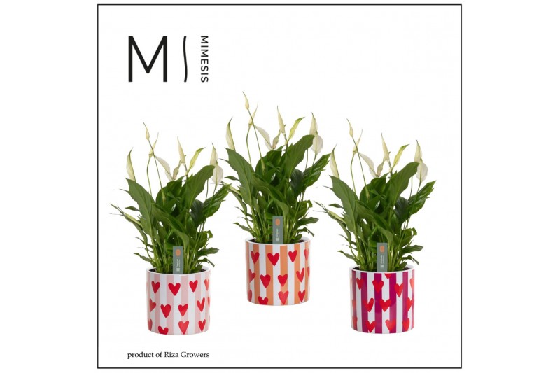 Spathiphyllum bellini 8+ bloem - Noura keramiek, Fun world Spathiphyllum bellini 8+ bloem - Noura keramiek, Fun world