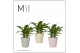 Spathiphyllum chopin 3+ bloem - Soft Illusion smartcup, Vibe 