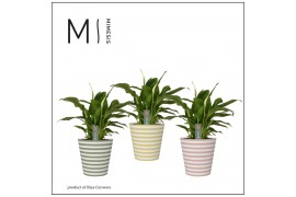 Spathiphyllum chopin 3+ bloem - Soft Illusion smartcup, Vibe