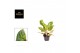 Aglaonema peach pearl 