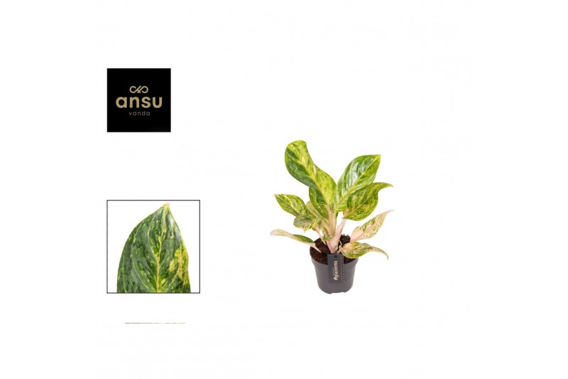 Aglaonema peach pearl 