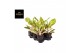 Aglaonema peach pearl 