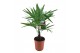 Trachycarpus fortunei 
