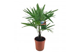 Trachycarpus fortunei
