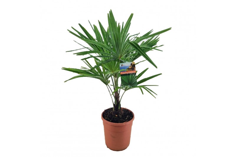 Trachycarpus fortunei 