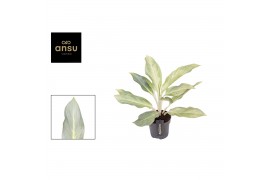 Aglaonema aqua green