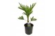 Trachycarpus fortunei 