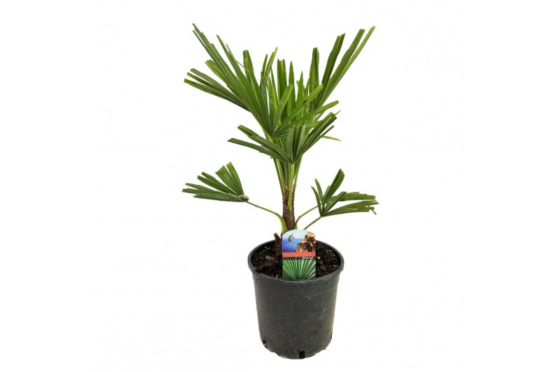 Trachycarpus fortunei 