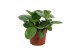 Peperomia obtusifolia green gold Peperomia Green Gold 12cm 3 pp 