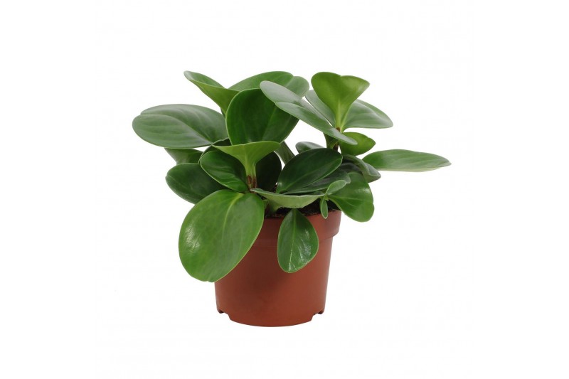 Peperomia obtusifolia green gold Peperomia Green Gold 12cm 3 pp 
