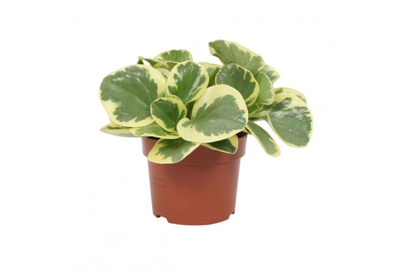 Peperomia obtusifolia variegata Peperomia obtusifolia Variegata 12cm 3 
