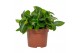 Peperomia pixie 