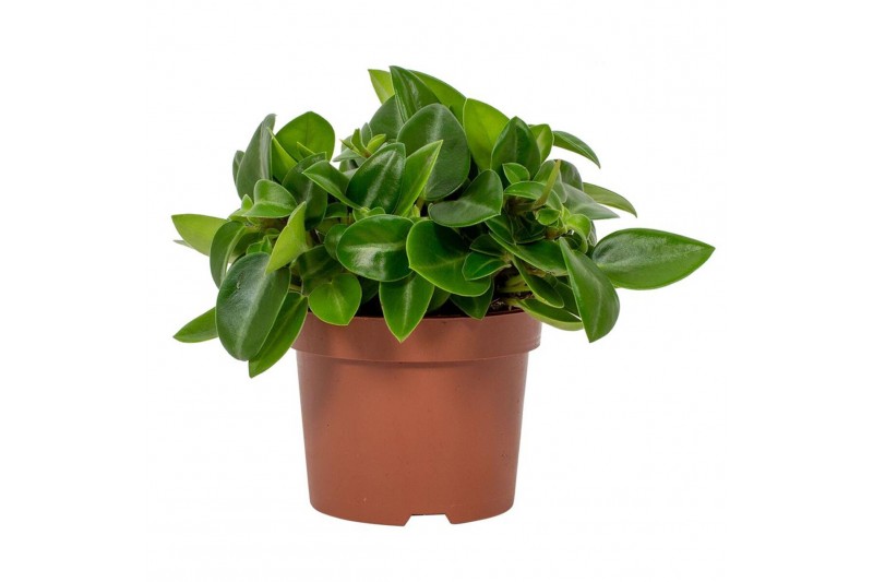 Peperomia pixie 