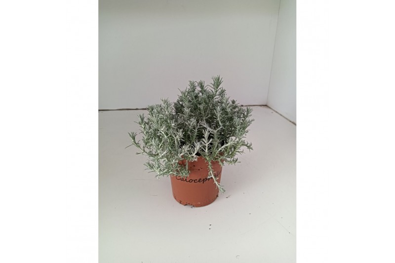 Leucophyta brownii 
