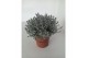 Leucophyta brownii 