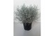 Leucophyta brownii 