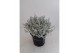 Leucophyta brownii 
