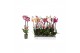 Phalaenopsis mix 2 tak - 14+ bloemen 