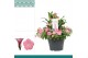 Zantedeschia combo petunia-zantedeschia lichtroze 