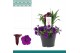Zantedeschia paco combo petunia-zantedeschia paars 