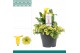 Zantedeschia sunclub combo petunia-zantedeschia geel 