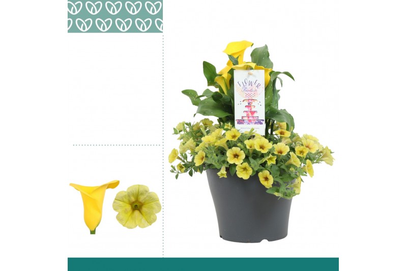 Zantedeschia sunclub combo petunia-zantedeschia geel 