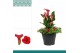 Zantedeschia royal valentine combo petunia-zantedeschia rood 