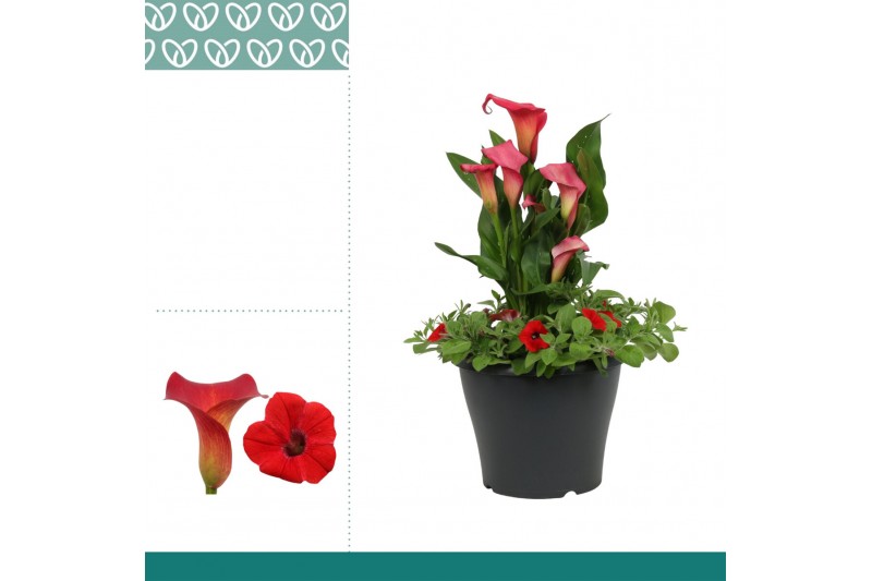 Zantedeschia royal valentine combo petunia-zantedeschia rood 