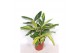 Alpinia zerumbet variegata 