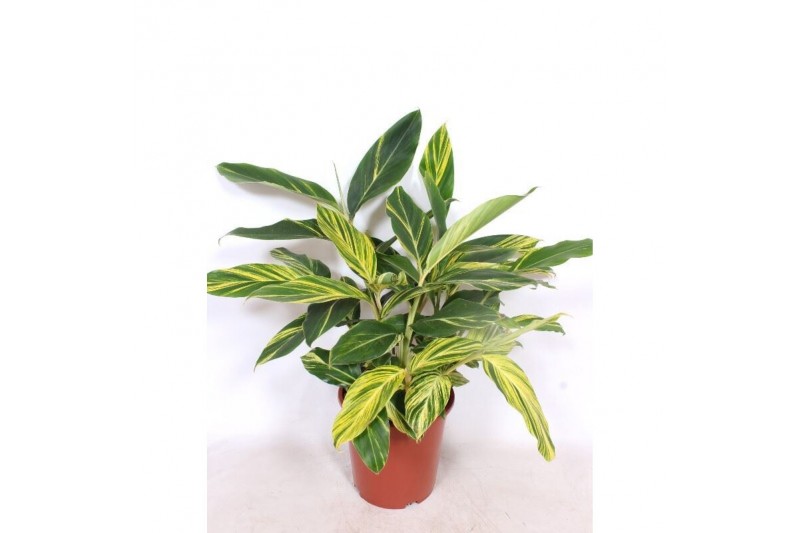 Alpinia zerumbet variegata 