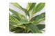 Alpinia zerumbet variegata 