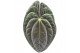 Anthurium papillilaminum 