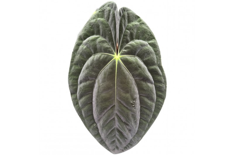 Anthurium papillilaminum 