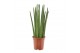 Sansevieria cylindrica spaghetti 