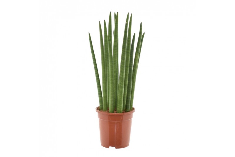 Sansevieria cylindrica spaghetti 
