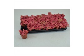 Fittonia pink special